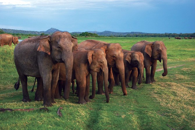 03 Nights in Amazing Sri Lanka - Who should book this tour, and who might not love it