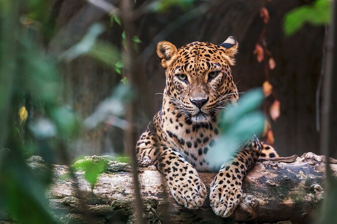 08 Days private round trip in Sri Lanka - Day 6 Yala National Park, Wildlife by Jeep Safari