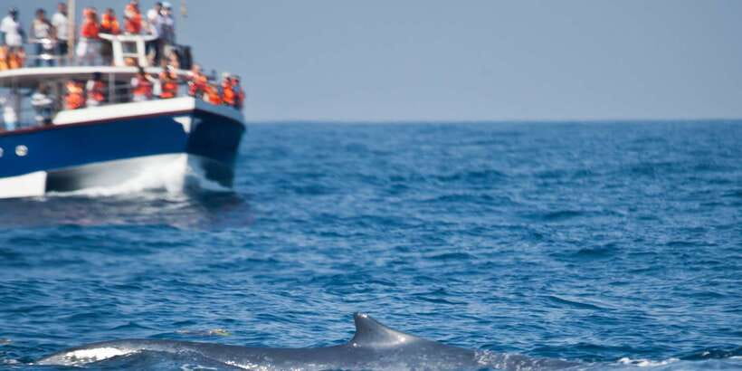 2-Day Whale Watching & Southern Sri Lanka Tour - Sea turtle center and spice garden: learning without getting stuck