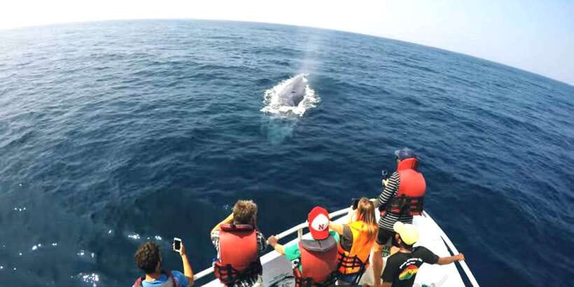 2-Day Whale Watching & Southern Sri Lanka Tour - The temple and cultural stops: choose what fits your energy