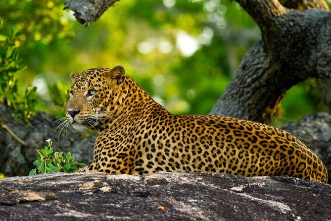 2 Days Tour of Double Safari (Yala & Udawalawe) - All Inclusive - Key things to know before you go