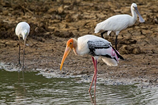 2 Days Tour of Double Safari (Yala & Udawalawe) - All Inclusive - Price and what you really get for $375 per person