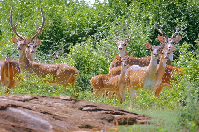 2 Days Tour of Double Safari (Yala & Udawalawe) - All Inclusive - Comfort, room setup, and other practical considerations that matter