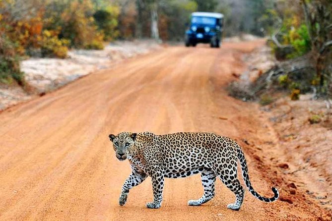 2 Days Tour of Double Safari (Yala & Udawalawe) - All Inclusive - Pickup from Negombo and the ride quality reality check