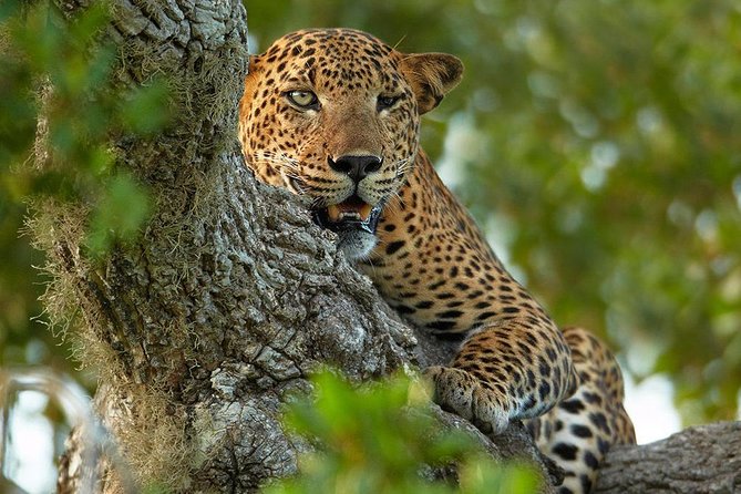 2 Nights All Inclusive Treehouse Safari in Yala with transfers - Quick Why This Safari Works So Well