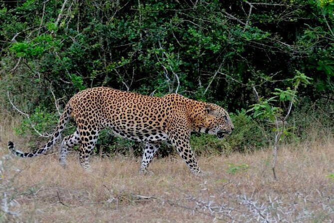 3 Days Private Tour of Yala Safari/ Ella/ Kandy - All Inclusive - Why this route works, from Yala to Kandy in 3 days