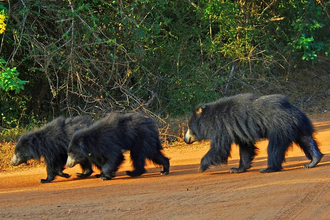 3 Days Private Tour of Yala Safari/ Ella/ Kandy - All Inclusive - Day 2: Demodara to Nanu Oya hill train, tea at Damro Labookellie, and Ramboda Falls