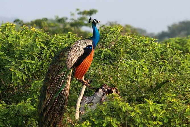 3 Days Private Tour of Yala Safari/ Ella/ Kandy - All Inclusive - Who this tour fits best, and who should reconsider
