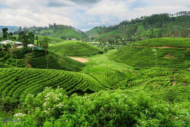 3 Days Tour to Kandy, Nuwara Eliya & Sigiriya - Day Three from Sigiriya rock to Dambulla’s Golden Temple and a spice garden