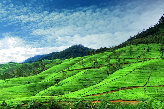 3 Days Tour to Kandy Nuwara Eliya & Sigiriya from Colombo - Day 3: Sigiriya rock fortress plus Dambulla Cave Temple, with a couple of interesting stops