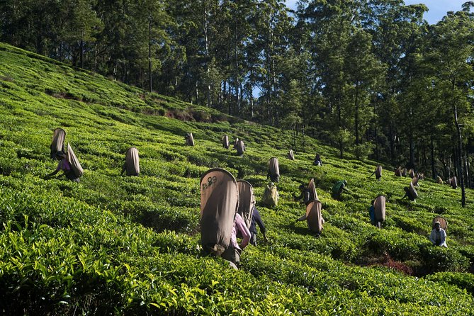 6-Day Sri Lanka Heritage Private Tour - Day 5: Nuwara Eliya City Stops, Two Falls, and a Colombo Night