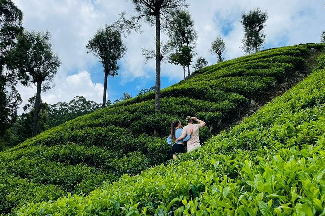 6Days Hill country Private Tour in Sri Lanka - Day 2: Nuwara Eliya tea country, gardens, and hands-on learning