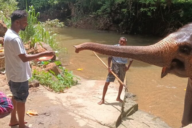 7 days Sri Lanka | 4 star hotels with BB | Private tour - Day 1: Pinnawala Elephant Orphanage, a Gentle Start in the Sri Lanka Wild