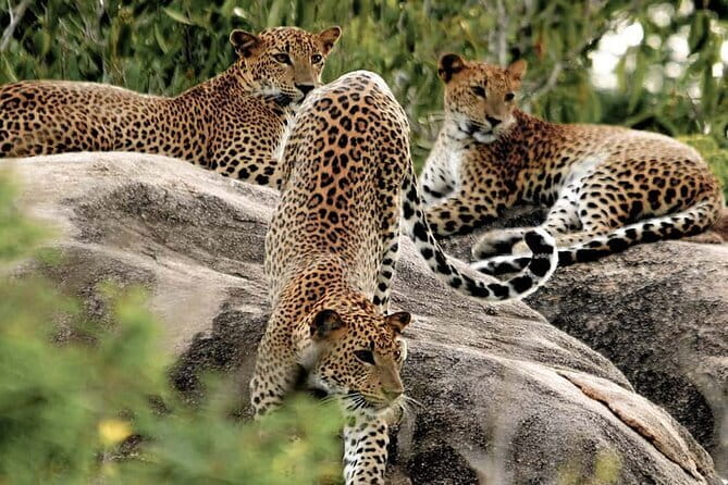 8 Days/ 7 Nights - Sri Lanka’s Culture Wildlife and Beaches - A Fast Route Through Sri Lanka’s Culture, Wildlife, and Coast