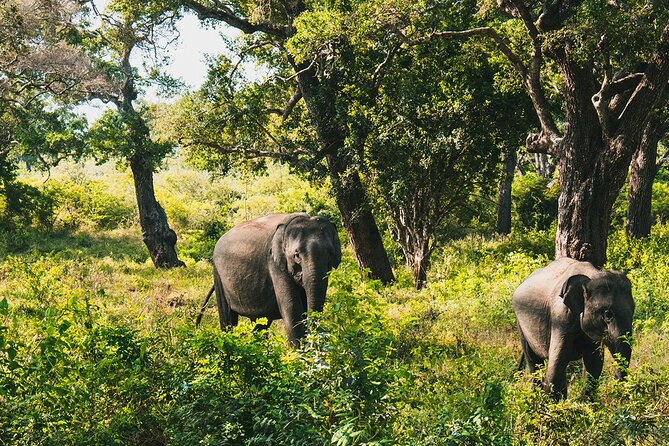 8 Days Sri Lanka Private Round Tour - Ella on a high note: Nine Arches Bridge, Little Adam’s Peak, Rawana Falls