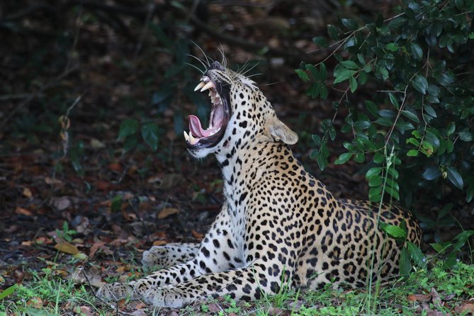 8 Days tour in Sri Lanka with privet driver and accommodations - Day 5: Buduruwagala, Rawana Waterfall, and Safari Choice From Tissamaharama