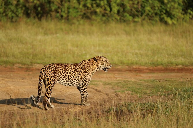 8 Days tour in Sri Lanka with privet driver and accommodations - Day 7: Whale Watching From Mirissa at 6:30, Parrot Rock, and Coconut Tree Hill Sunset Views