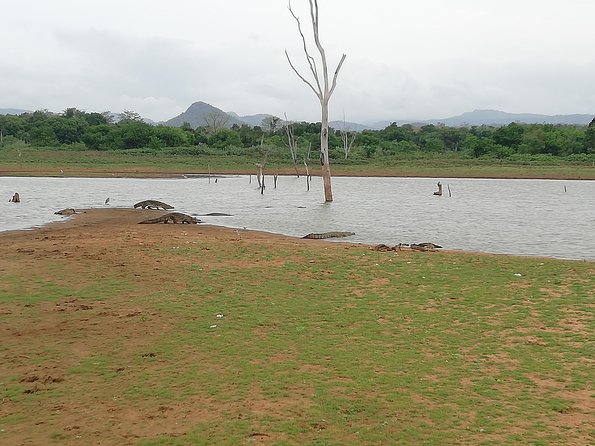 A Udawalawa Park safari, Tour from Colombo/Galle- (All inclusive) - Entering Udawalawe: 3 hours of safari time in the park