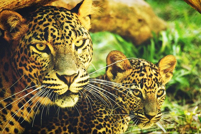 All in one Sri lanka 7nights 8 days for couple price - Included, Not Included, and How to Budget Without Surprises