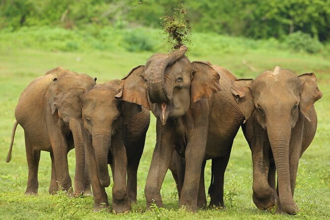 All Inclusive 5-Days Highlights of Sri Lanka - Key things I’d circle before you book