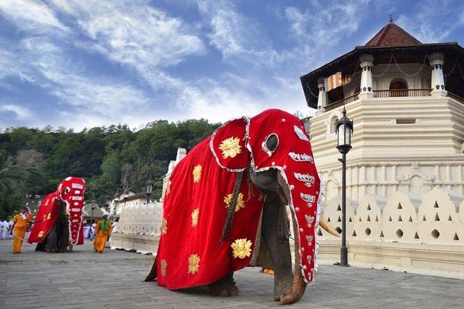 All Inclusive Kandy Private Day Tour From Colombo and Negombo - Udawattekele Forest Reserve: greener, cooler, and more quiet
