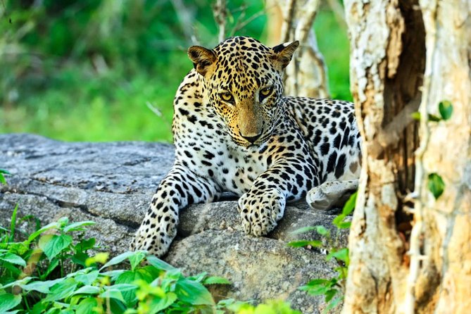 All Inclusive Leopard Nest Treehouse Safari in Yala - Yala National Park: why timing and guidance matter