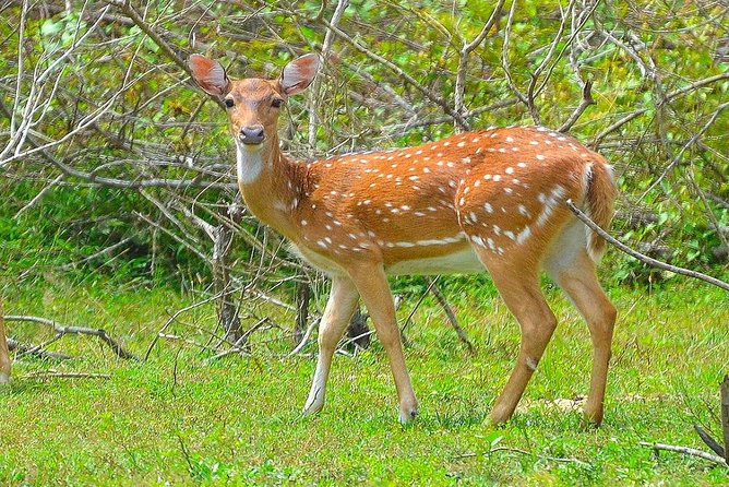 All Inclusive Leopard Nest Treehouse Safari in Yala - Day 2 at Nimalawa: bush trail, lake views, and breakfast timing