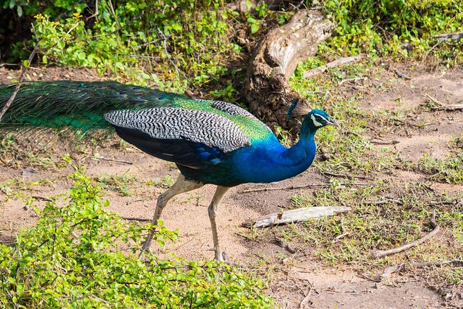 All Inclusive Leopard Nest Treehouse Safari in Yala - What you are really paying for with the $200 price