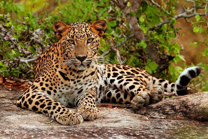 All inclusive Private jeep safari at Yala National park - Price and logistics: what $95 includes, and what it does not