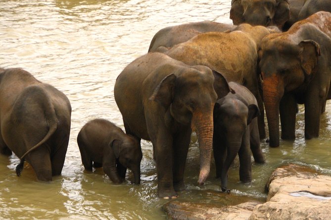 All inclusive Private jeep safari at Yala National park - Timing and the reality of leopard luck