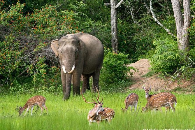 All inclusive Private jeep safari at Yala National park - Yala National Park: your wildlife target list, and how to think about it