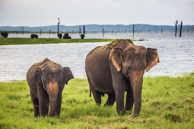 All inclusive Private safari at Wilpattu National park from Negombo - Key things to know before you go