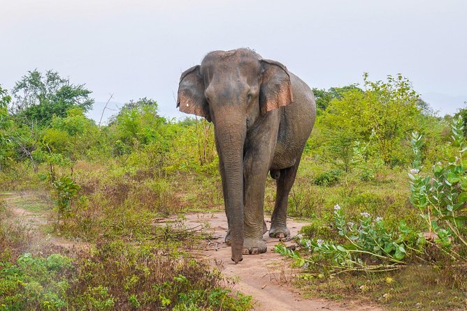All Inclusive Udawalawa National Park Day Tour From Negombo - Udawalawe From Negombo: What a full-day elephant safari really means