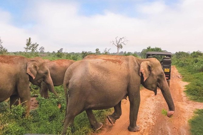 All Inclusive Udawalawa National Park Day Tour From Negombo - Inside Udawalawe National Park: what to watch for on a jeep safari