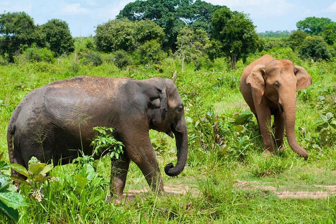 All Inclusive Udawalawa National Park Day Tour From Negombo - Private transport value at $275 per person