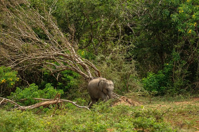 All Inclusive Udawalawa National Park Day Tour From Negombo - How long is the day, and what to pack for a 12-hour plan