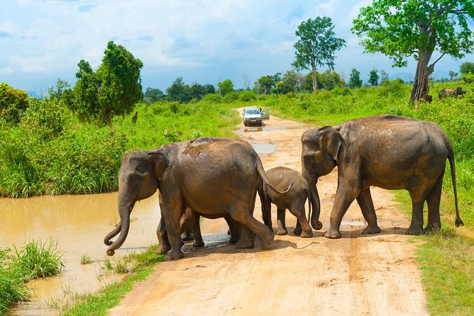 All Inclusive Udawalawa National Park Day Tour From Negombo - Rating 4.9 and what that typically says about the experience