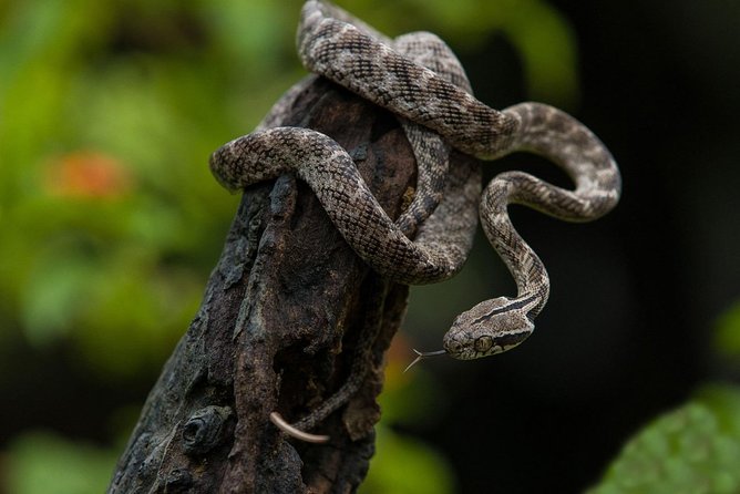 All Inclusive Udawalawa National Park Day Tour From Negombo - Quick practical tips to get better wildlife sightings