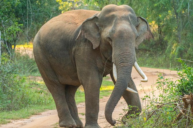 All Inclusive Udawalawa National Park Day Tour From Negombo - Who this Udawalawe day tour suits best