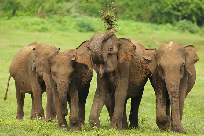 All Inclusive Udawalawa National Park Day Tour From Negombo - Lunch break in a long wildlife day: Sri Lankan rice and curry matters