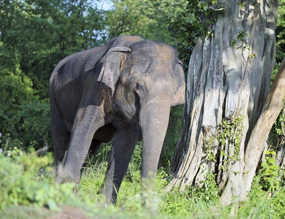 All Inclusive Udawalawe National Park Safari Day Tour from Colombo and Negombo - Key things I found most compelling