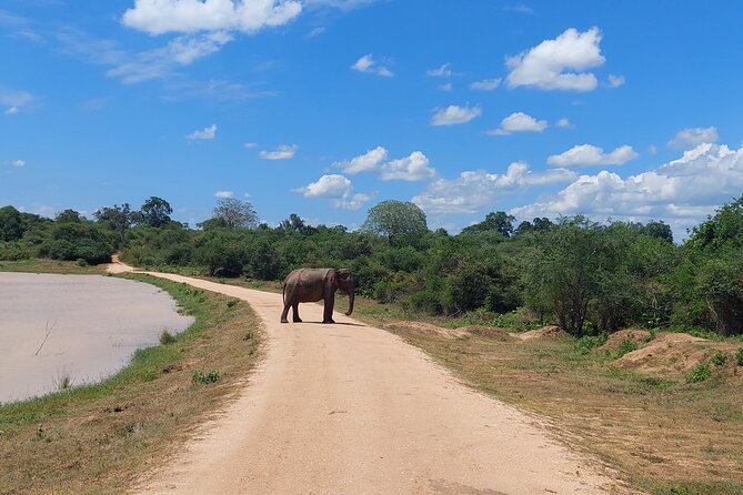 All Inclusive Udawalawe National Park Safari Day Tour from Colombo and Negombo - Elephant odds: herds up to 100, and what consistency buys you