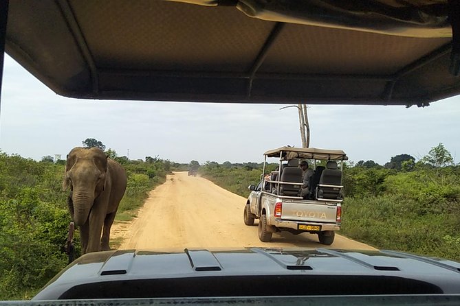 All Inclusive Udawalawe National Park Safari Day Tour from Colombo and Negombo - The guide and driver factor: narration that actually helps