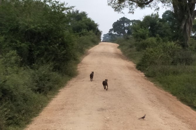 All Inclusive Udawalawe National Park Safari Day Tour from Colombo and Negombo - Who should book Udawalawe Safari from Colombo and Negombo?