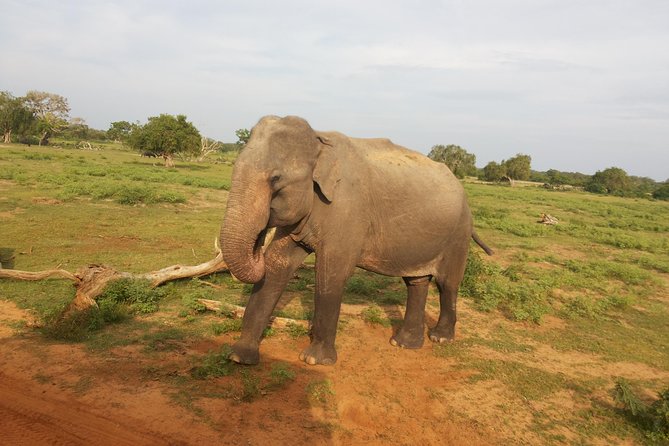 All Inclusive Udawalawe National Park Safari Day Tour from Colombo and Negombo - Inside the park: your 3 hours of safari and how to use them