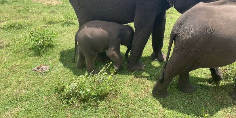 All inclussive Udawalawa National Park Safari From Colombo - Key things I’d focus on