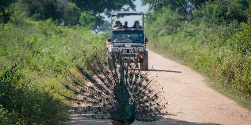 All inclussive Udawalawa National Park Safari From Colombo - Elephant Transit Home stop, the 45 minutes that add meaning