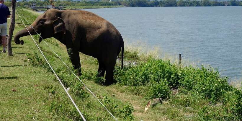 All inclussive Udawalawa National Park Safari From Colombo - Lunch on your own in the Udawalawa hotel zone