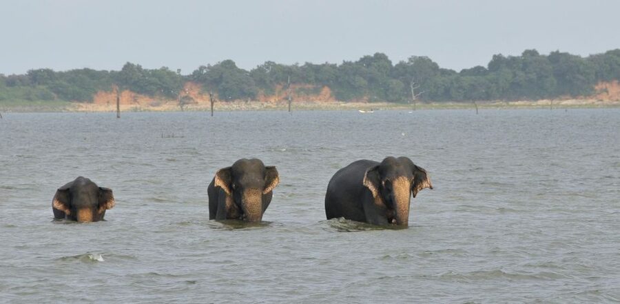 All inclussive Udawalawa National Park Safari From Colombo - Price and value: is $225 worth it?
