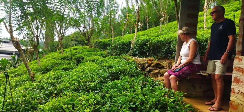 Ceylon Tea Experience from Colombo Port Passenger Terminal - The countryside add-ons: villages, cinnamon, and pineapple stops
